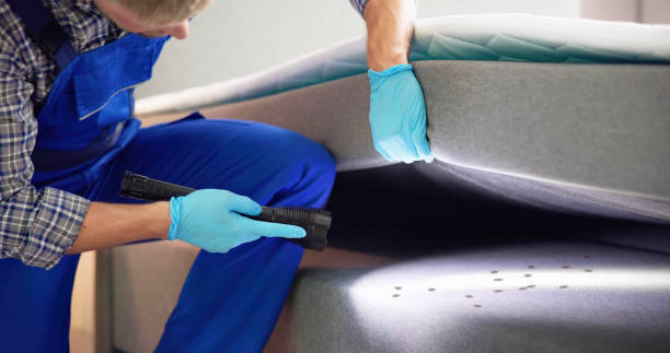 Best Wasp Removal Services  in Diberville, MS