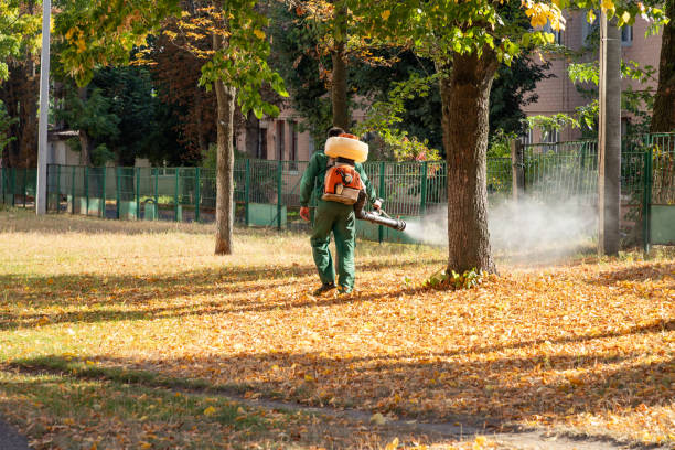 Best Flea Control Services  in Diberville, MS